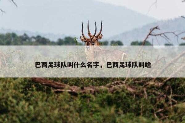 巴西足球队叫什么名字，巴西足球队叫啥