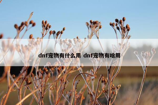 dnf宠物有什么用 dnf宠物有啥用