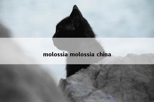 molossia molossia china